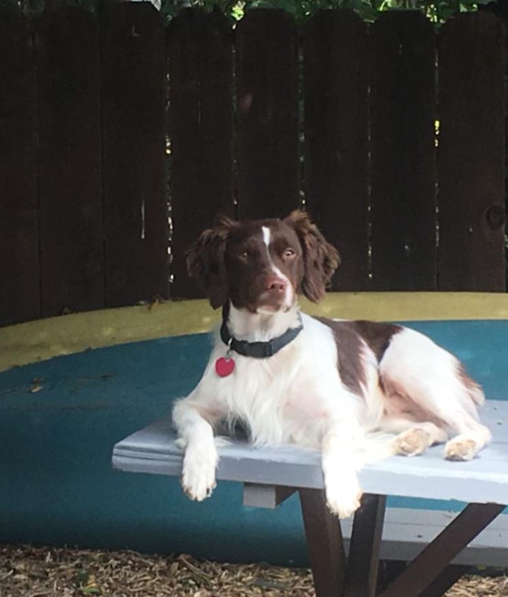 Pic of the Litter: Toby